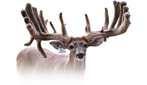 Bambi Winchester Headshot