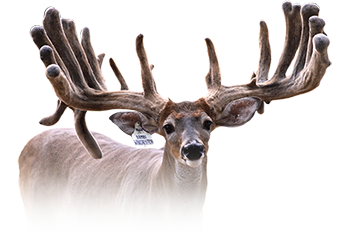 Bambi Winchester Headshot