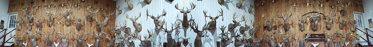 Image of wall with several trophy heads